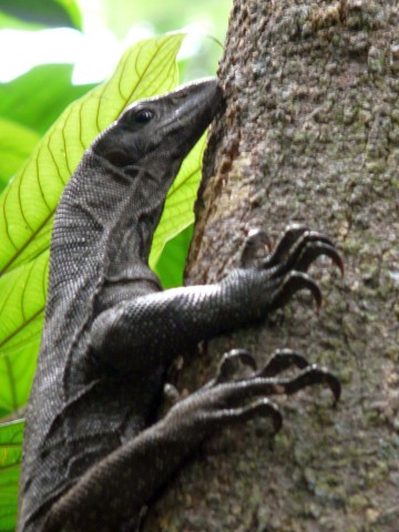 Monitor Lizard